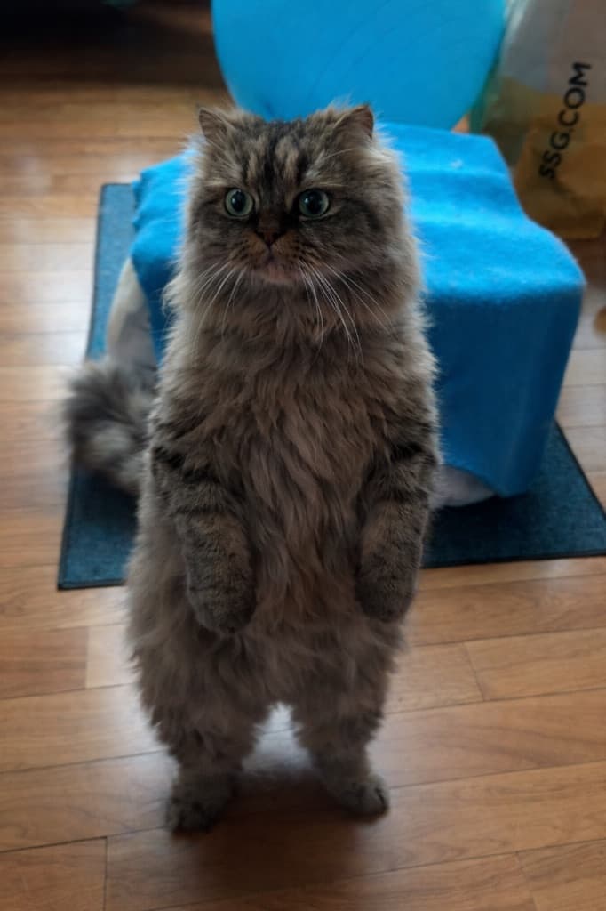 야무진실버집사