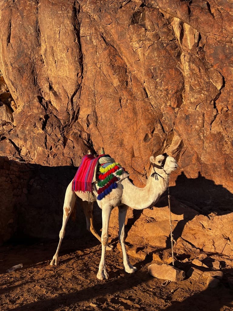 씩씩한프린세스집사